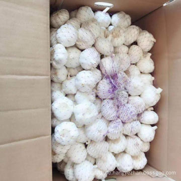 Shandong frischer weiß geschälter Knoblauch